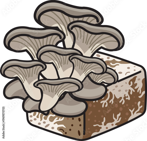 Oyster Mushroom Cluster Growing On Substrate Block Illustration For Fungi Cultivation