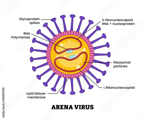 Arenavirus structure diagram anatomy of virus labeled RNA polymerase ribosome, lipid bilayer membrane, glycoprotein spike. Microbiology virology educational medical infographic healthcare illustration
