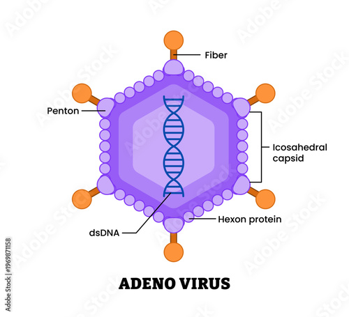 Adenovirus structure diagram anatomy of virus labeled fiber, penton, icosachedral caspid, hexon protein double strand DNA. microbiology virology educational medical infographic healthcare illustration