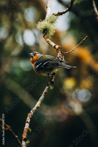 View of a vibrant finch perched delicately on a slender branch amidst a lush forest of verdant greens and earthy browns, Azores, Azores, Portugal.