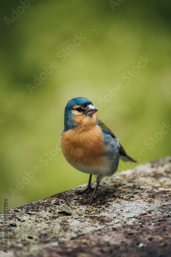 View of a colorful finch perched on a weathered stone, its blue head and orange breast contrasting against the blurred green backdrop, Azores, Portugal.