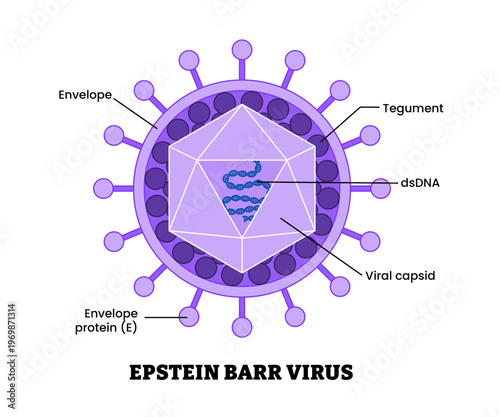 Epstein barr virus structure diagram anatomy of virus labeled envelope, envelope protein, viral capsid, dsDNA, tehument. Microbiology virology educational medical infographic healthcare illustration