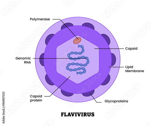 Flavivirus structure diagram anatomy of virus labeled polymerase, capsid, lipid membrane, glycoproteins, genomic RNA. Microbiology virology educational medical infographic healthcare illustration