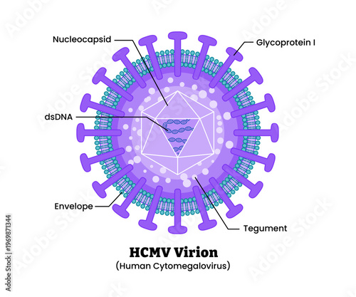 Human cytomegalovirus HCMV structure diagram anatomy of virus labeled envelope, tegument glycoprotein, nucleocapsid dsDNA. Microbiology virology educational medical infographic healthcare illustration