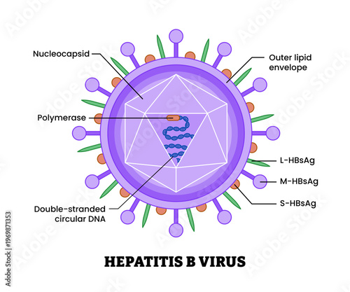 Hepatitis B virus structure diagram anatomy of virus labeled polymerase, nucleocapsid, lipid envelope, dsDNA, HBsAg. Microbiology virology educational medical infographic healthcare illustration