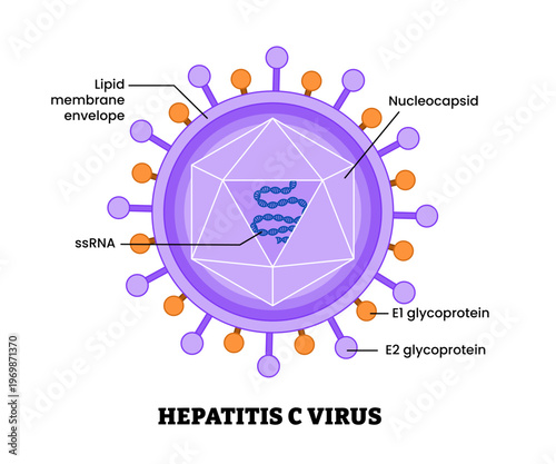 Hepatitis C virus structure diagram anatomy of virus labeled nucleocapsid, lipid membrane envelope, glycoprotein, ssRNA. Microbiology virology educational medical infographic healthcare illustration