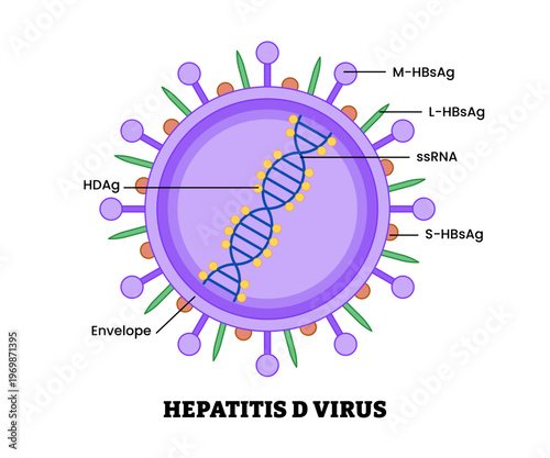 Hepatitis D virus structure diagram anatomy of virus labeled HBsAg, envelope, HDAg, double strand DNA. Microbiology virology educational medical infographic healthcare illustration