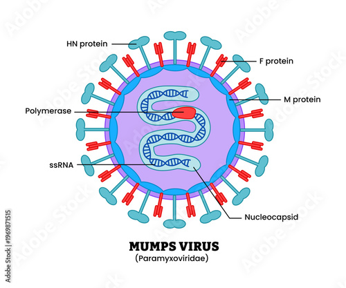 Mumps virus or paramyxoviridae virus structure diagram anatomy of virus labeled nucleocapsid, proteins, polymerase, ssRNA. Microbiology virology educational medical infographic healthcare illustration