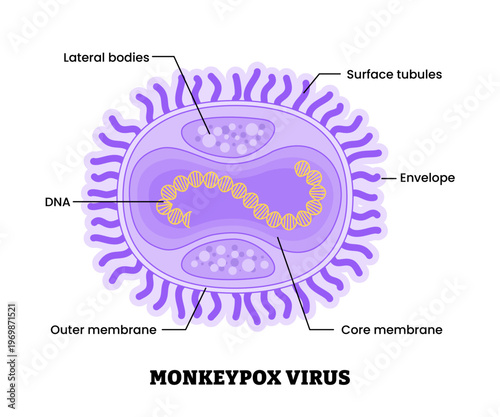 Monekypox virus structure diagram anatomy of virus labeled lateral bodies, DNA, membrane, surface tubules, envelope. Microbiology virology educational medical infographic healthcare illustration