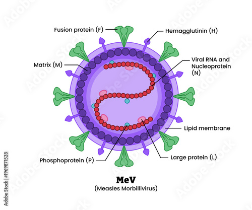 MeV Measles morbillivirus structure diagram anatomy of virus labeled phosphoprotein, hemagglutinin, lipid membrane matrix. Microbiology virology educational medical infographic healthcare illustration