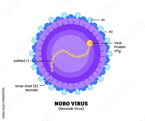 Norwalk virus Norovirus structure diagram anatomy of virus labeled ssRNA, viral protein, inner shell domain. Microbiology virology educational medical infographic healthcare illustration
