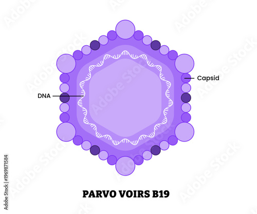Canine parvovirus structure diagram anatomy of virus labeled DNA, capsid. Unvaccinated dogs virus bacteria. Microbiology virology educational medical infographic healthcare illustration