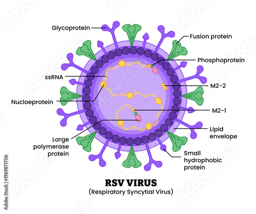 RSV Respiratory Syncytial Virus structure diagram anatomy of virus labeled glycoprotein, phosphoprotein, nucleoprotein. Microbiology virology educational medical infographic healthcare illustration