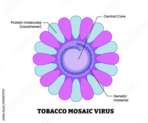 tobacco mosaic virus structure diagram anatomy of virus labeled protein molecules caosineres, central core, gene. Microbiology virology educational medical infographic healthcare illustration