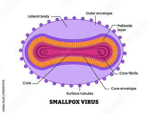 Smallpox virus structure diagram anatomy of virus labeled core fibrils envelope, surface tubules, palisade layer, lateral. Microbiology virology educational medical infographic healthcare illustration