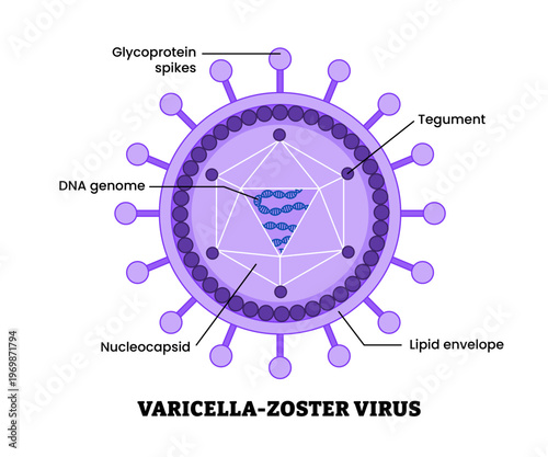 Varicella zoster virus structure diagram anatomy of virus labeled glycoprotein DNA, tegument lipid envelope, nucleocapsid. Microbiology virology educational medical infographic healthcare illustration