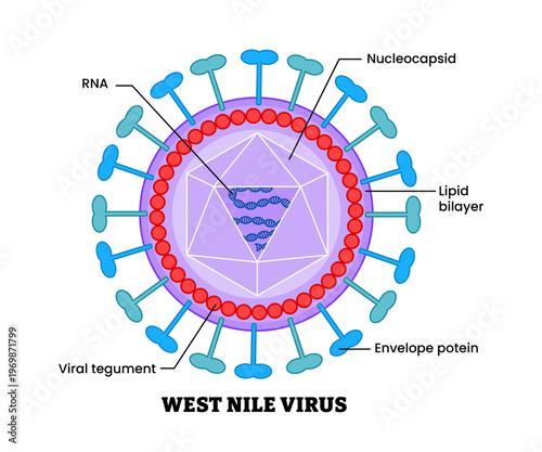 West nile virus structure diagram anatomy of virus labeled tegument, envelope protein, nucleocapsid, lipid bilayer, RNA. Microbiology virology educational medical infographic healthcare illustration