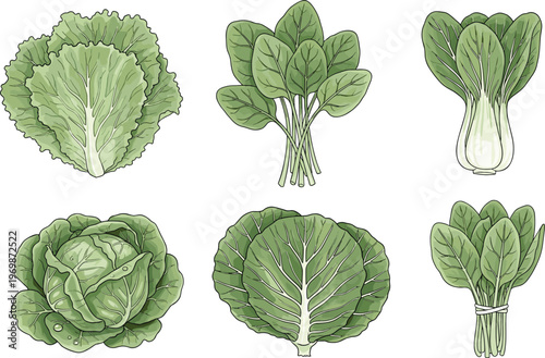 Hand-Drawn Lettuce, Bok Choy, and Spinach Illustrations in Various Views, Isolated on White Background for Fresh, Organic Food Designs