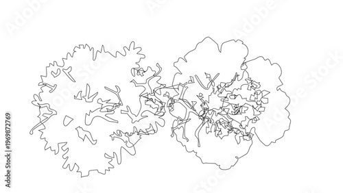 Top view of outline group of trees isolated on transparent background for landscape plan.