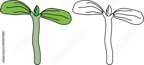 Coloring page with young pumpkin plant sprout illustration with first leaves