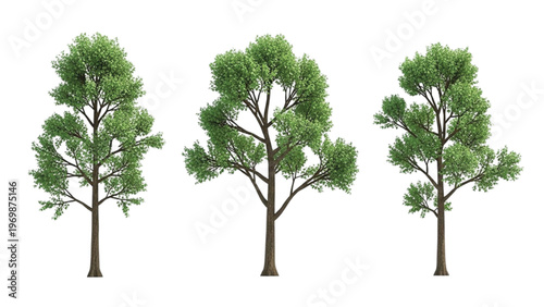 Green tree isolated on white background with leaves and branches in nature setting