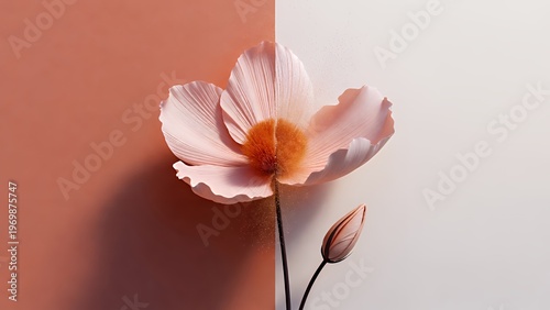 左右で色が分かれる背景に凛と咲く繊細な花びらの一輪花アート