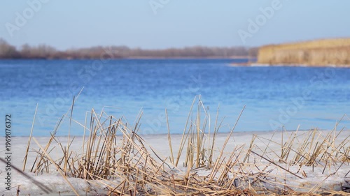 reeds on the river in spring