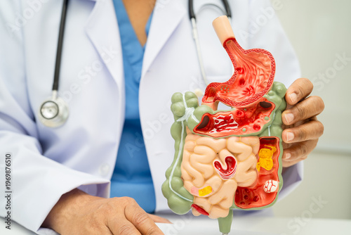 Digestive system with stomach and intestine, Asian doctor holding human anatomy model for study diagnosis and treatment in hospital.