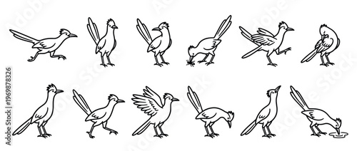 Roadrunner birds illustration set depicting various poses and actions like running, standing, preening, and drinking in a simple line art style.
