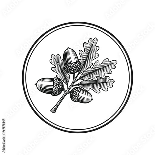A black and white drawing of acorns and an oak leaf in a circle isolated on white background, Vector, illustration