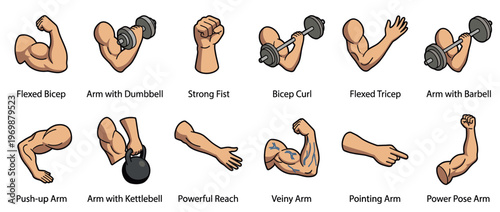 Collection of cartoon human arms demonstrating various poses, muscle flexes, and weightlifting exercises for fitness and strength concepts.