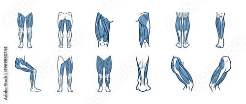 Human leg muscles anatomy illustration showing various views of the muscular structure of the lower limbs.
