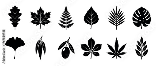 Various leaf silhouettes representing different tree and plant species are arranged in a decorative pattern, perfect for nature-themed designs.