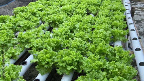 Hydroponic vegetable farm with lush green lettuce ready for harvest.