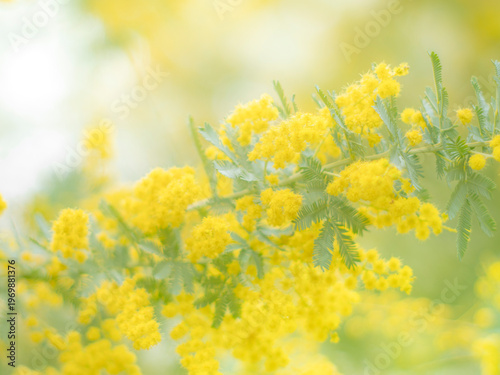 春の公園や花壇を彩るミモザのある風景。木漏れ日が差し込む優しい雰囲気。ぼんやりした花畑のイメージ。