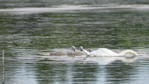 a family of mute swans and ducks in a pond