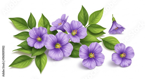 Purple Flowers with Green Leaves on White Background