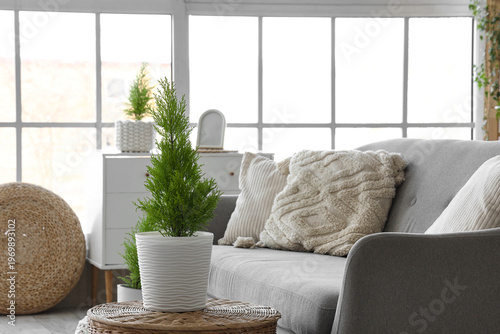 Cypress tree on basket in l...