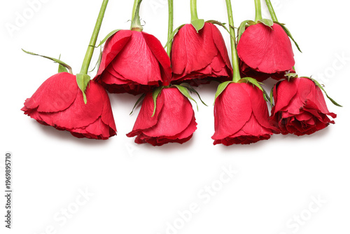 Beautiful red rose flowers ...