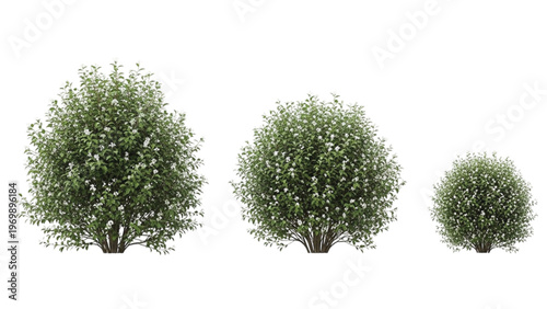 Three green leafy bushes with white flowers in a white background