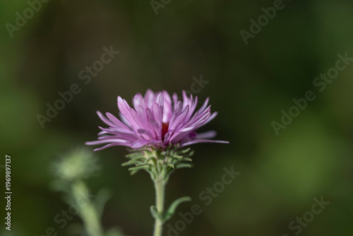 Purple aster flower blooming in natural garden