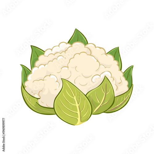 Fresh Cauliflower Head with Green Leaves Illustration Isolated on White Background
