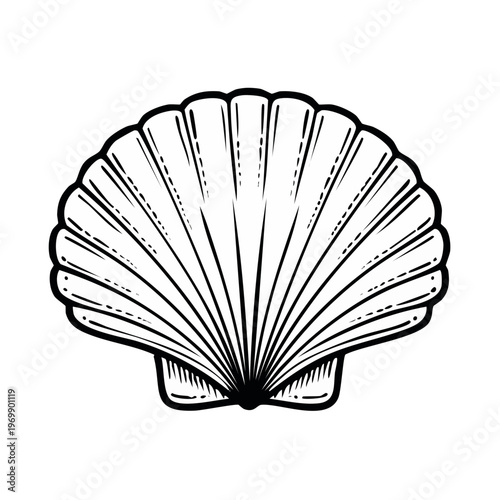 Stylized Seashell Illustration Featuring Radial Ribbing and Outline Detail
