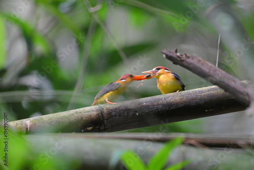 Oriental Dwarf Kingfisher Rufous-backed Kingfisher stands proudly in a blurred, smooth background.