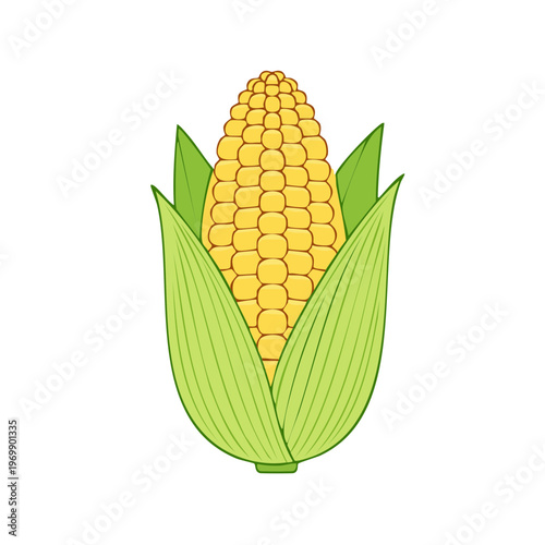 Fresh Corn on the Cob with Green Husk and Yellow Kernels Simple Illustration
