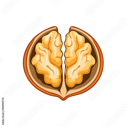 Cross section of a ripe walnut showing detailed kernel and shell texture