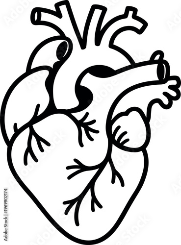 Detailed Human Heart Anatomy Illustration