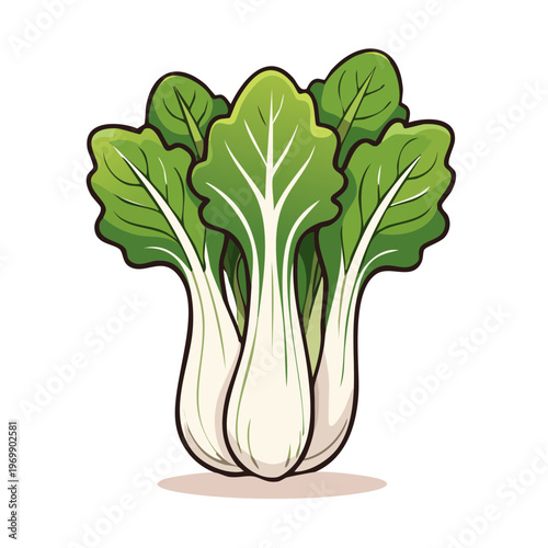 Fresh Bok Choy Greens Vegetable Illustration Healthy Food Ingredients