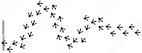 Black silhouette graphic with curved path of paw prints, representing the walking tracks of a bird