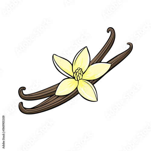 Vanilla bean with delicate yellow flower illustration, natural ingredient for baking and flavoring